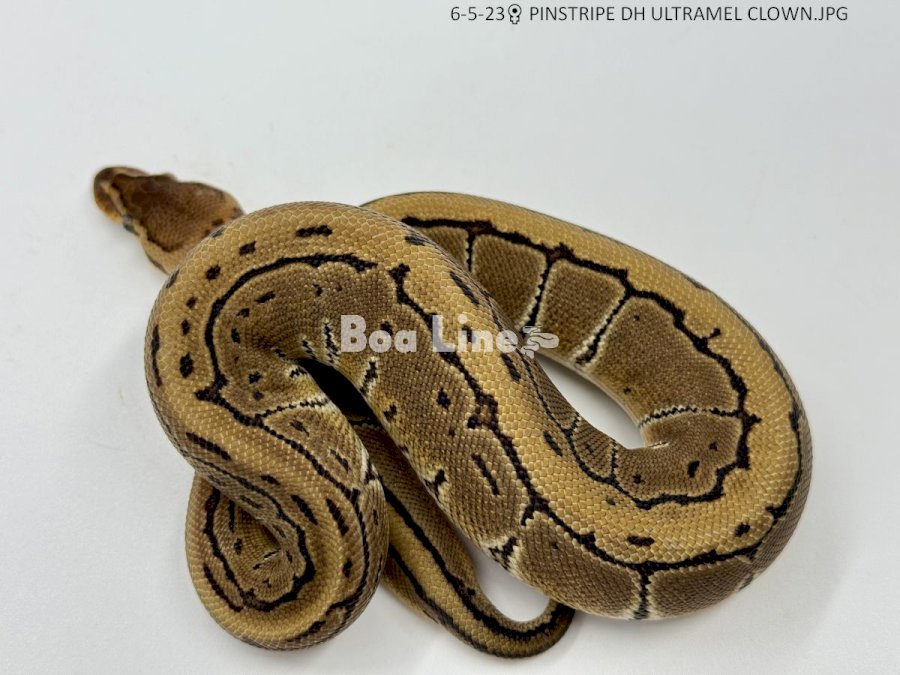 PINSTRIPE DH ULTRAMEL CLOWN